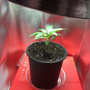 First grow