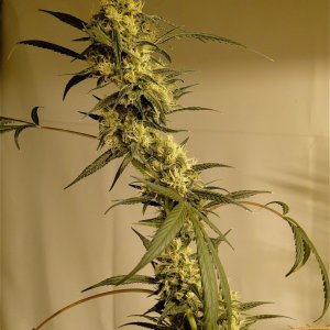 Organic Silver Fox-Pheno #2 (Super Silver Haze x Kali Mist x G.D.P.)