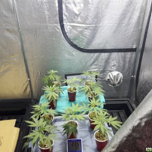 1st grow (these girls need your help)