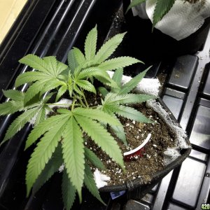 1st grow (these girls need your help)