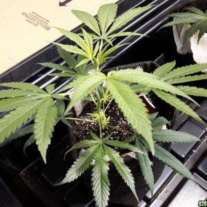 1st grow (these girls need your help)