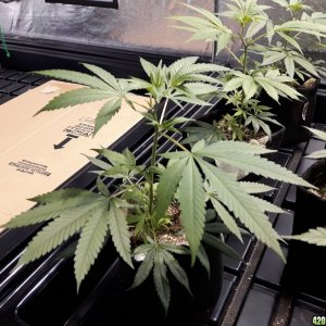 1st grow (these girls need your help)