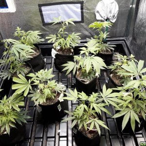 1st grow (these girls need your help)