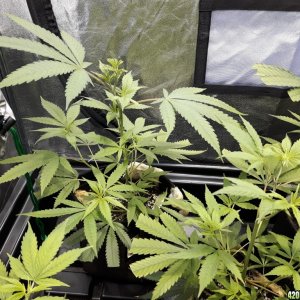 1st grow (these girls need your help)