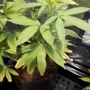 1st grow (these girls need your help)