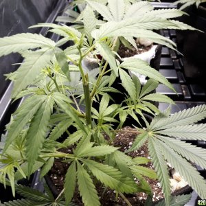 1st grow (these girls need your help)