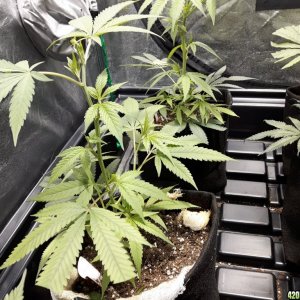 1st grow (these girls need your help)