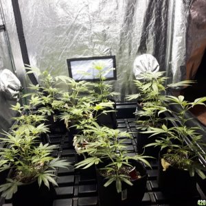 1st grow (these girls need your help)