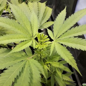 1st grow (these girls need your help)