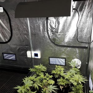 1st grow (these girls need your help)