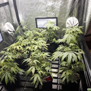 1st grow (these girls need your help)