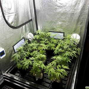1st grow (these girls need your help)
