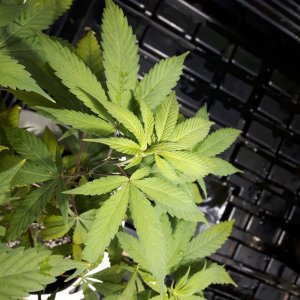 1st grow (these girls need your help)