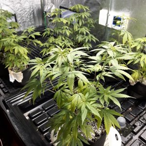 1st grow (these girls need your help)