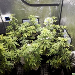 1st grow (these girls need your help)