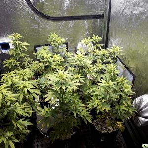 1st grow (these girls need your help)