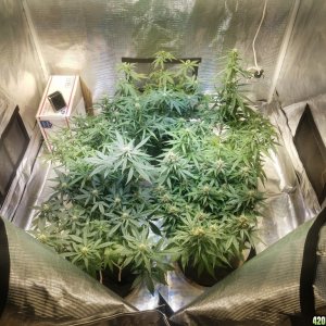 Auto Grow