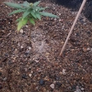 Rhino Rider at 41 days from sprouting.