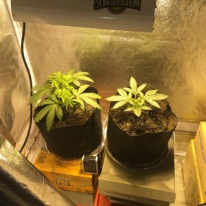 First grow