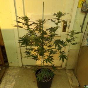 Tangie grow