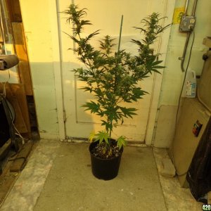 Tangie grow