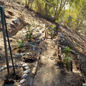 Transplanting the Hill