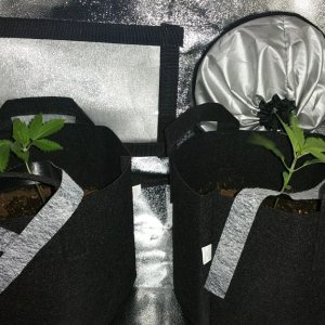 Bag Seed 1 and 2