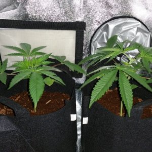 Bag Seed 1 and 2