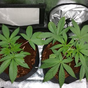 Bag Seed 1 and 2