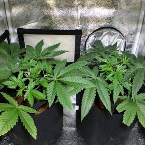 Bag Seed 1 and 2