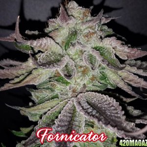 Fornicator - Breeder pic