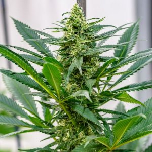 Brothers Grimm seeds - female and regular