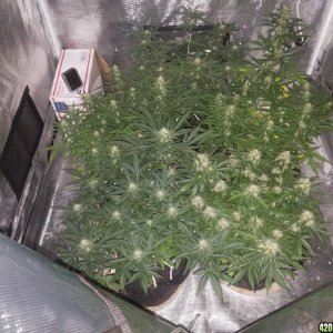 Auto Grow