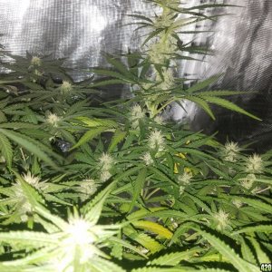 Auto Grow