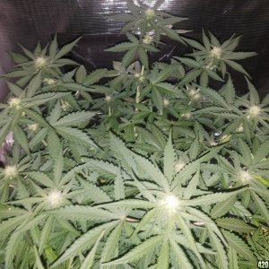 Auto Grow