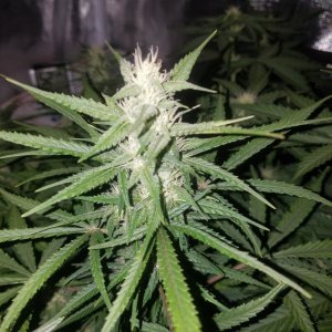 Auto Grow