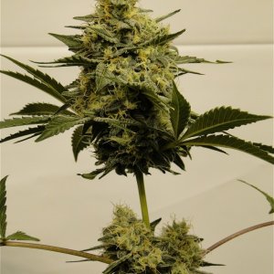 Organic Bubba Kush x Grand Daddy Purple-Pheno #6-Day 51 of Flowering