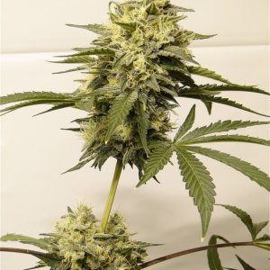 Organic Bubba Kush x Grand Daddy Purple-Pheno #6-Day 51 of Flowering