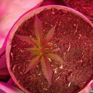 indoor and outdoor grow