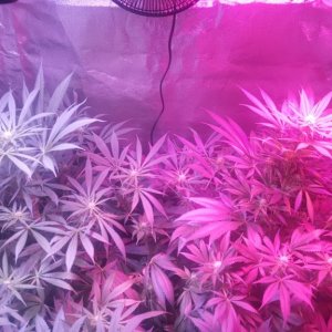 Wild Thai + Kush 4x4 tent grow