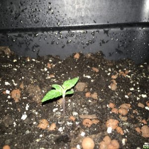 grow journal , need help