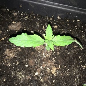 grow journal , need help