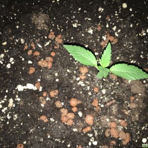 grow journal , need help