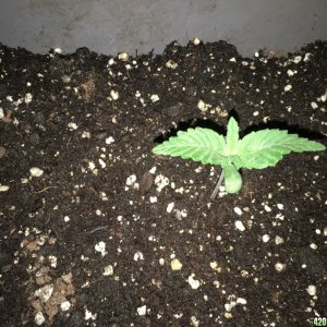 grow journal , need help