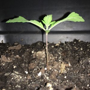 grow journal , need help