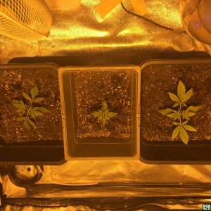 grow journal , need help