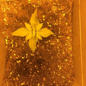 grow journal , need help