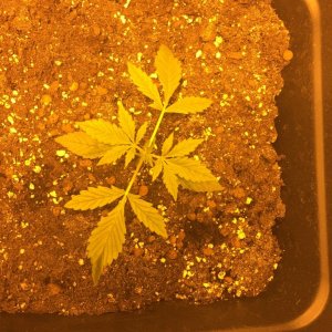 grow journal , need help