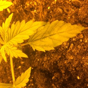 grow journal , need help