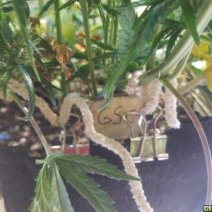 Auto Grow